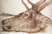 Albrecht Durer The Head of a stag Killed by an arrow Germany oil painting artist